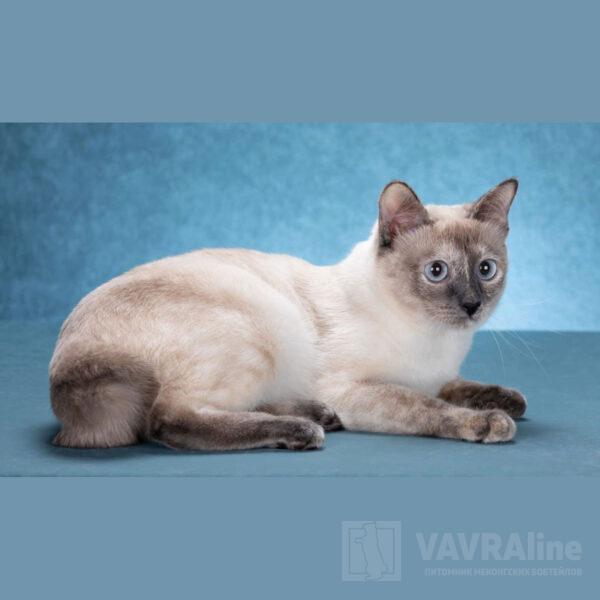 Кошка VAVRAline Frosia